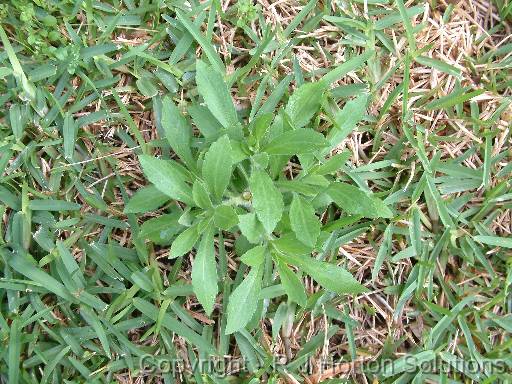 Broadleafed weed in buffalo 